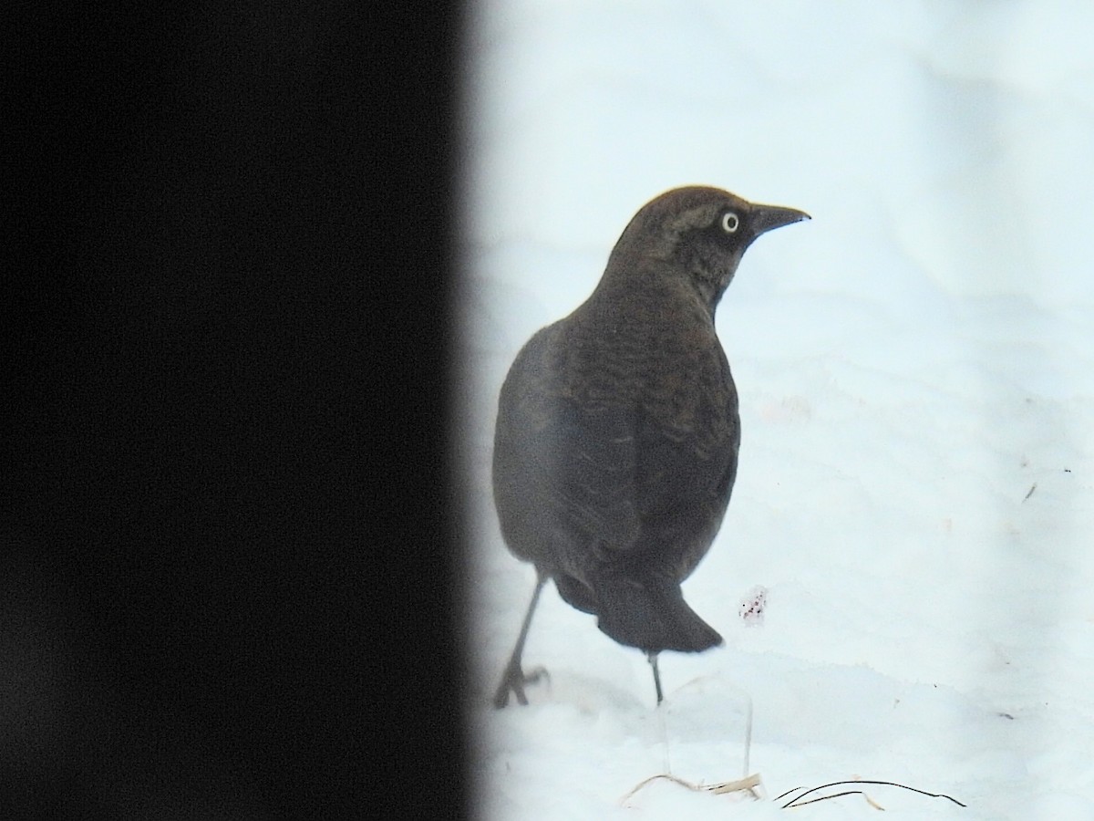 Ржавчатый трупиал - ML646993509