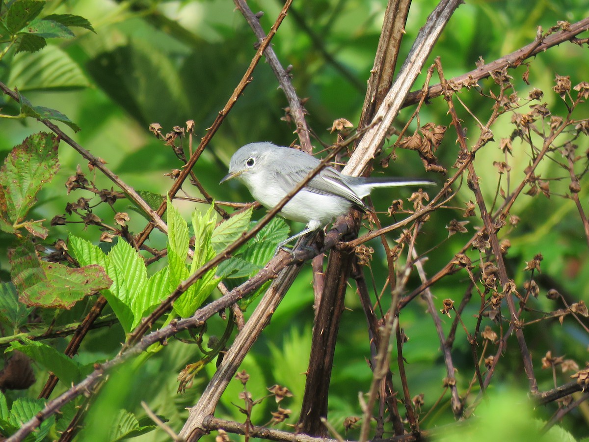 Blue-gray Gnatcatcher - ML64699351