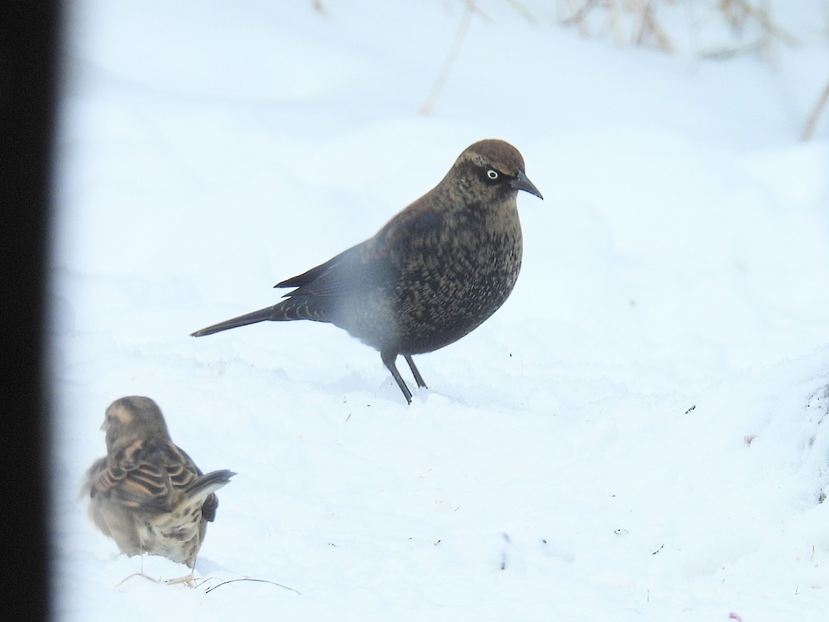 Ржавчатый трупиал - ML646993510