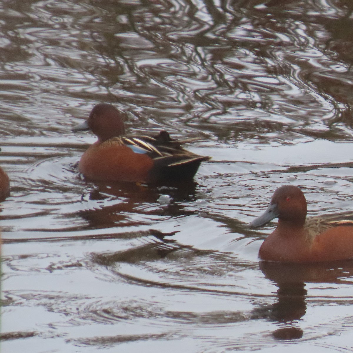 Zertzeta kanelakara - ML646993513