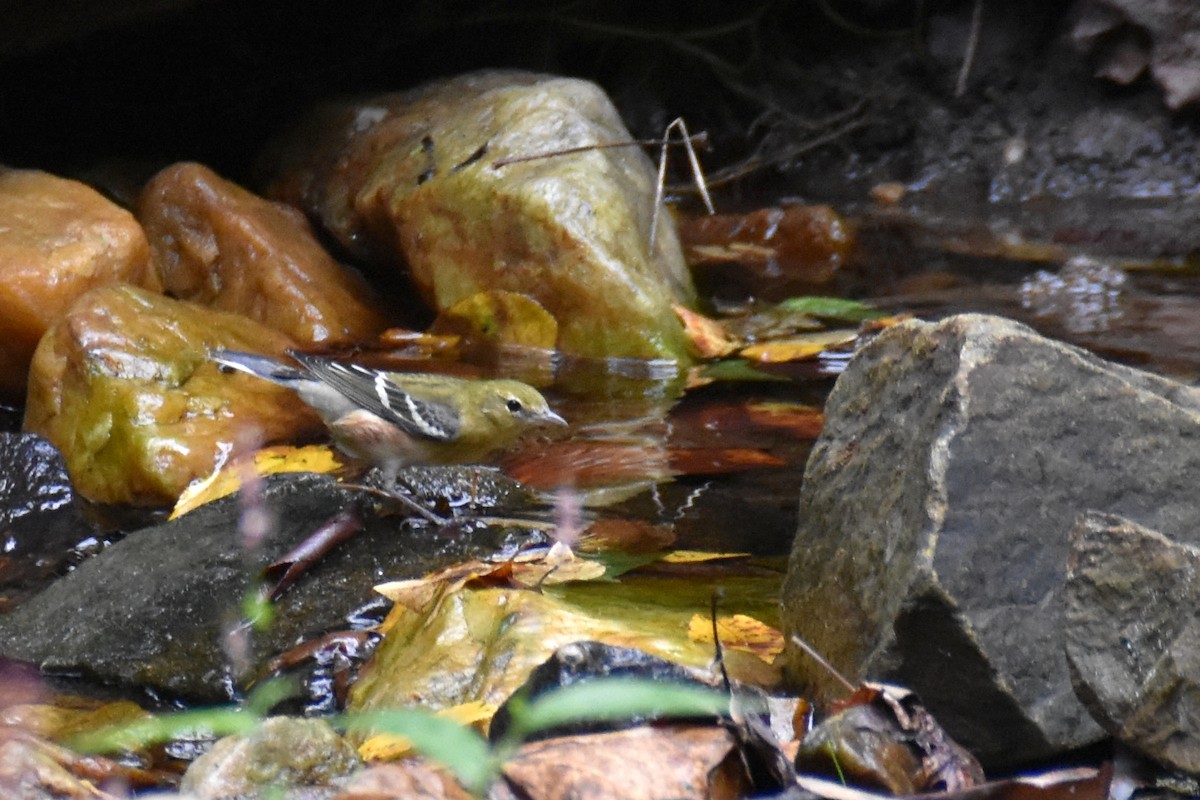 Bay-breasted Warbler - ML646993514