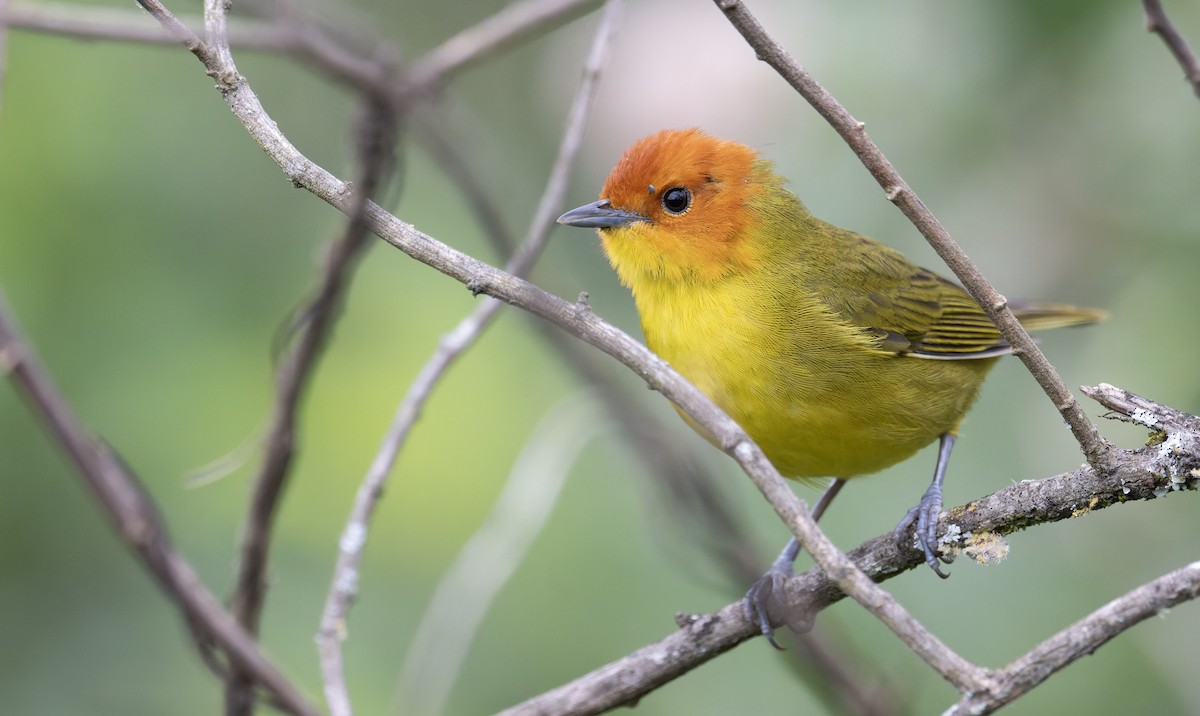 Rust-and-yellow Tanager - ML646993515