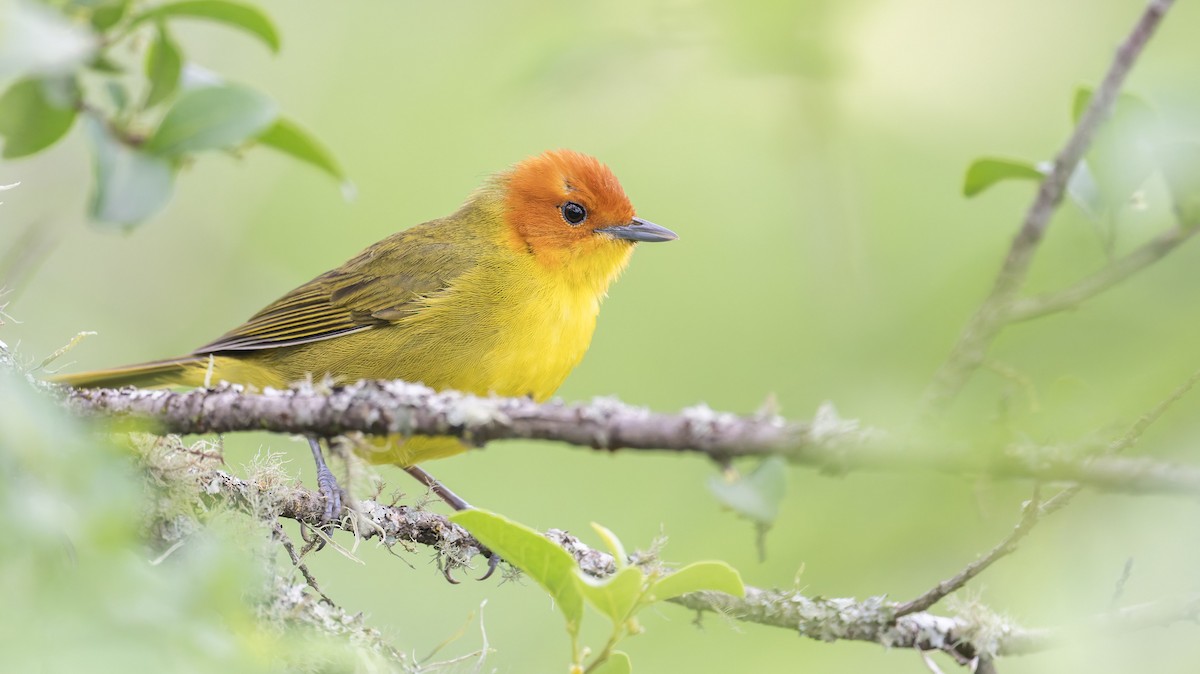 Rust-and-yellow Tanager - ML646993516