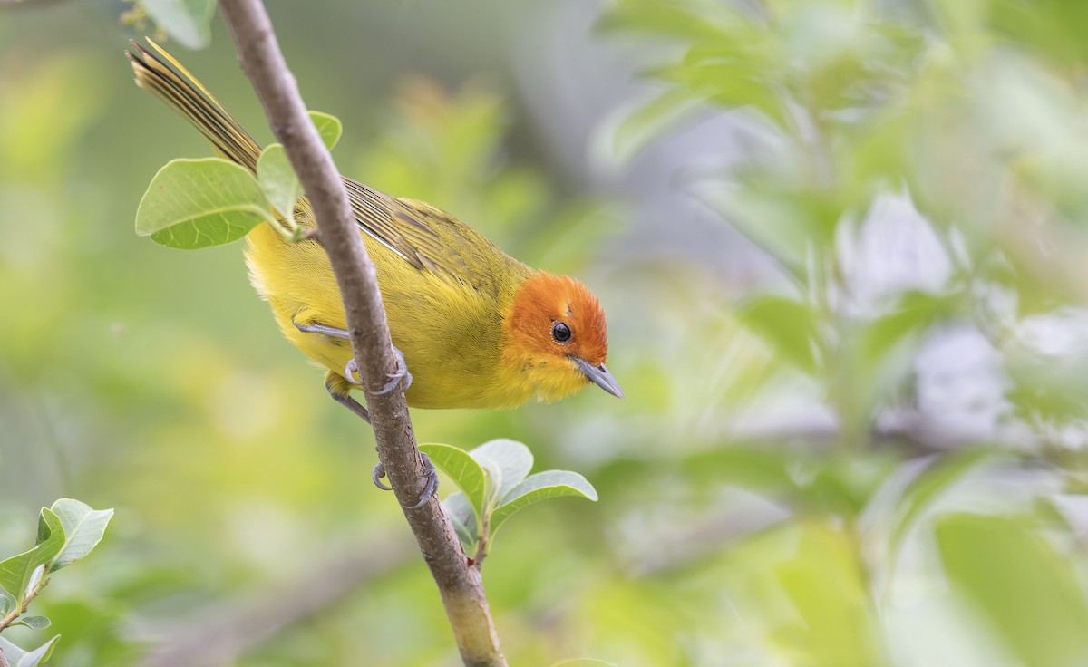 Rust-and-yellow Tanager - ML646993517