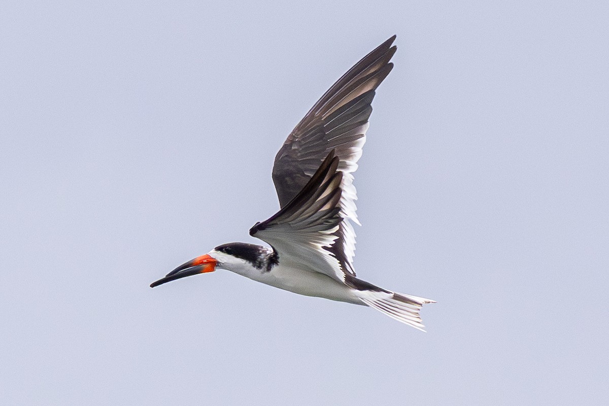 amerikasaksenebb - ML646993518