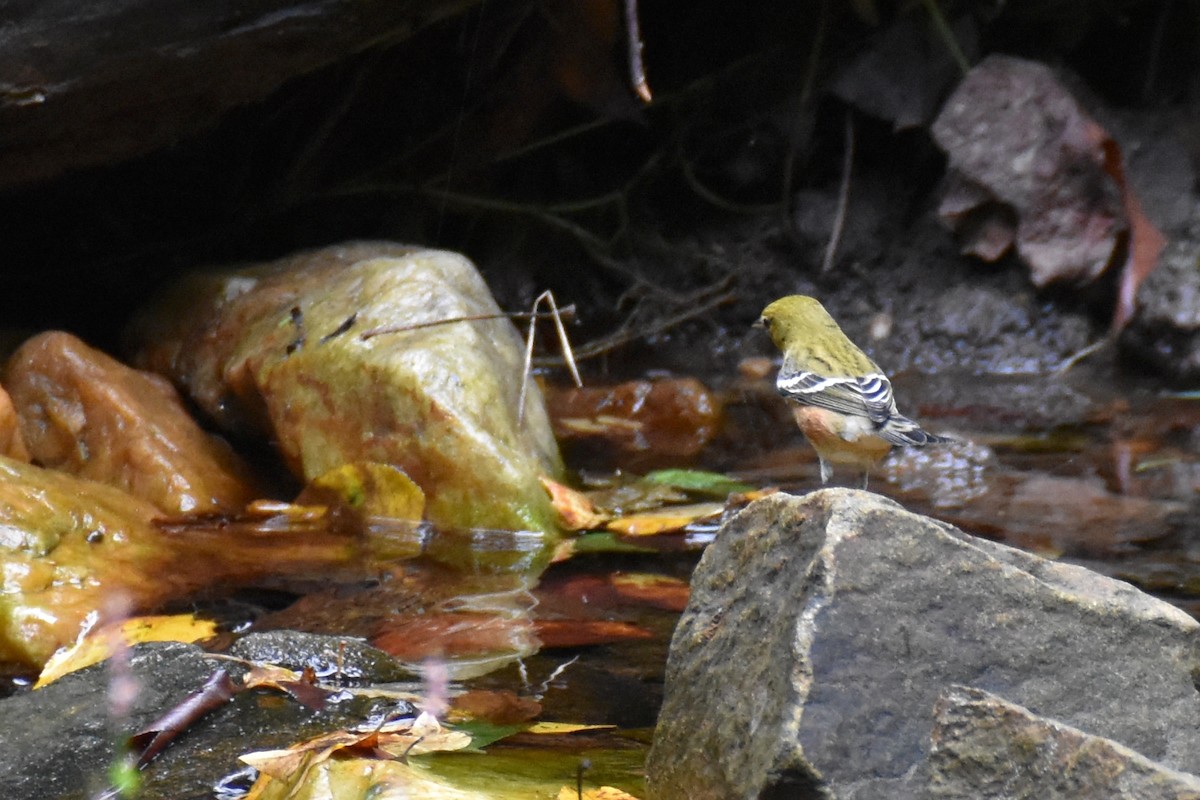 Bay-breasted Warbler - ML646993520