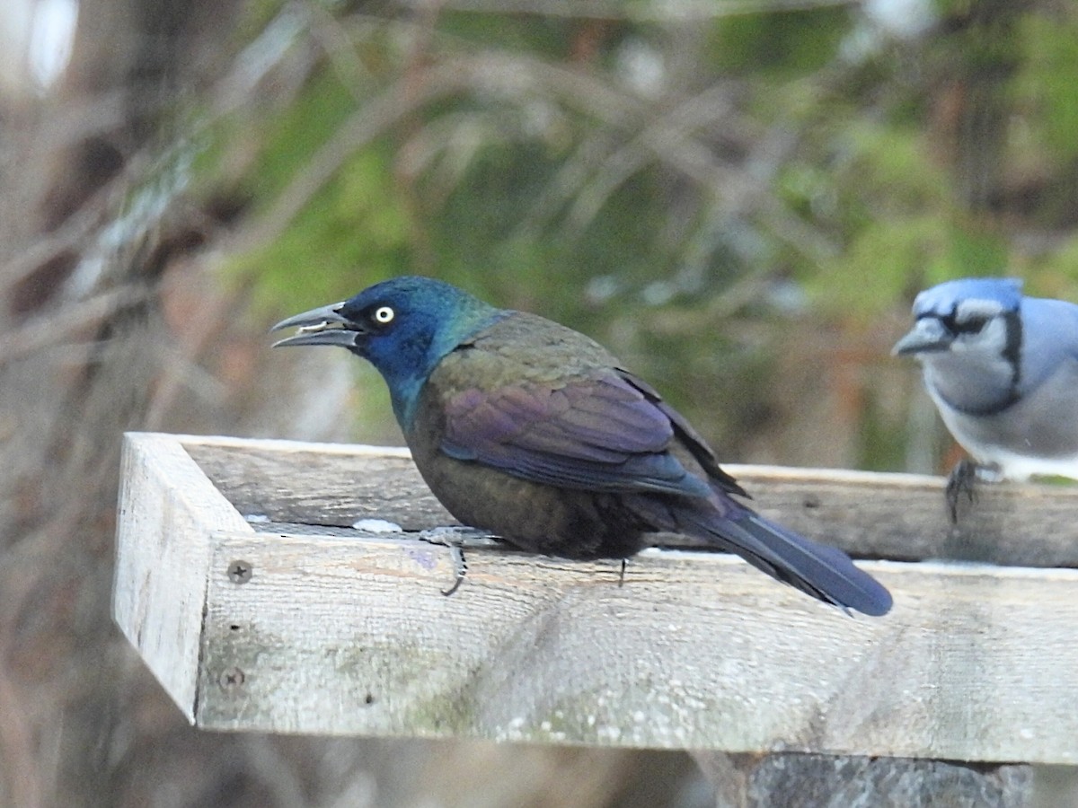 Пурпурный гракл - ML646993522