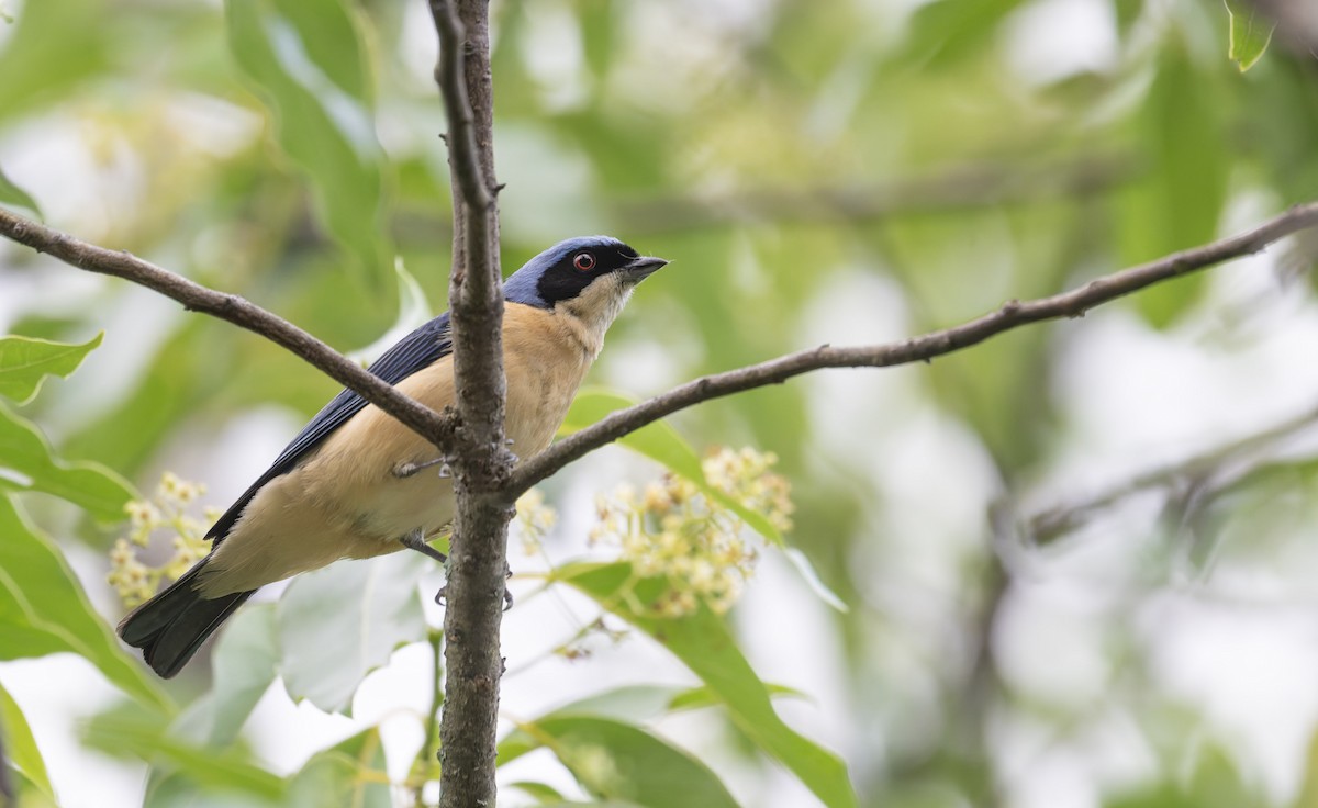 Fawn-breasted Tanager - ML646993523