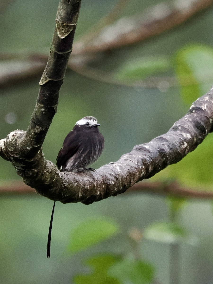 Long-tailed Tyrant - ML646993525