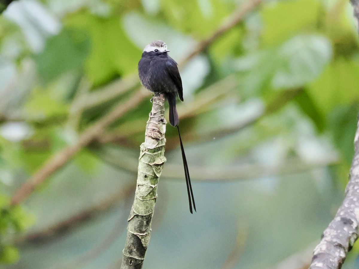 Long-tailed Tyrant - ML646993526