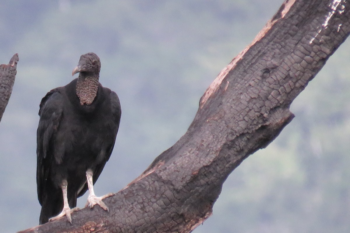 svartkondor - ML646993532