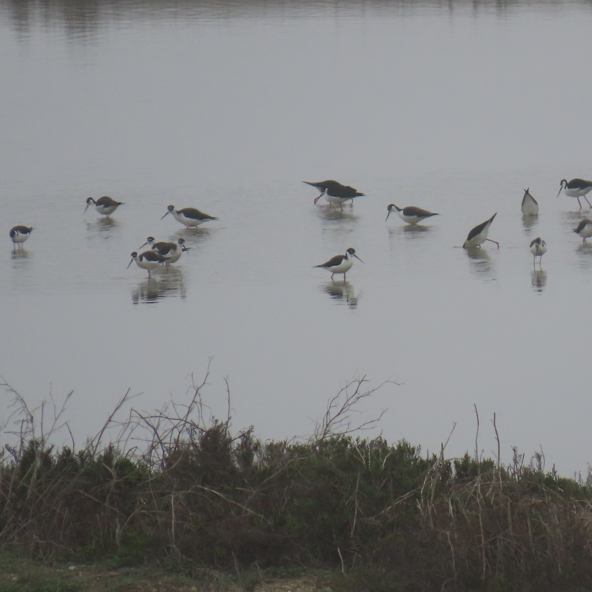 Zankaluze kaskabeltza - ML646993533