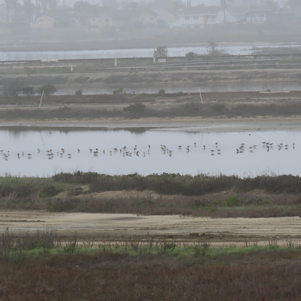 Zankaluze kaskabeltza - ML646993534