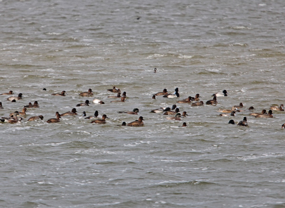 コスズガモ - ML646993538