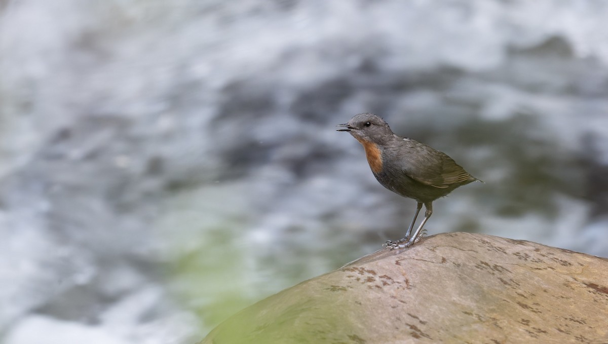 Rufous-throated Dipper - ML646993540