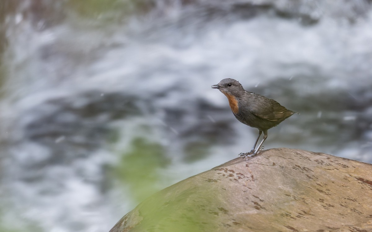 Rufous-throated Dipper - ML646993541