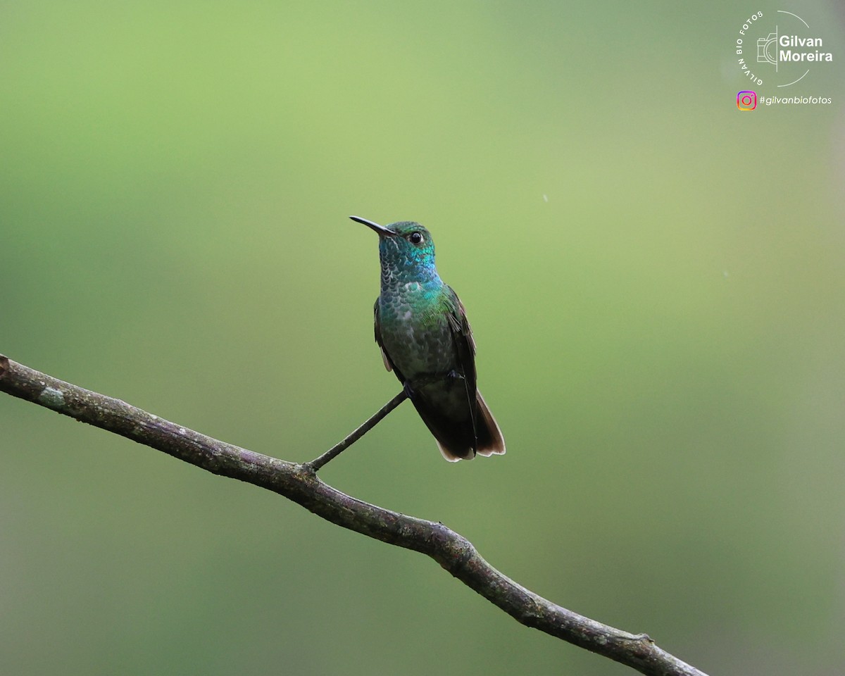 Блестящая амазилия - ML646993544