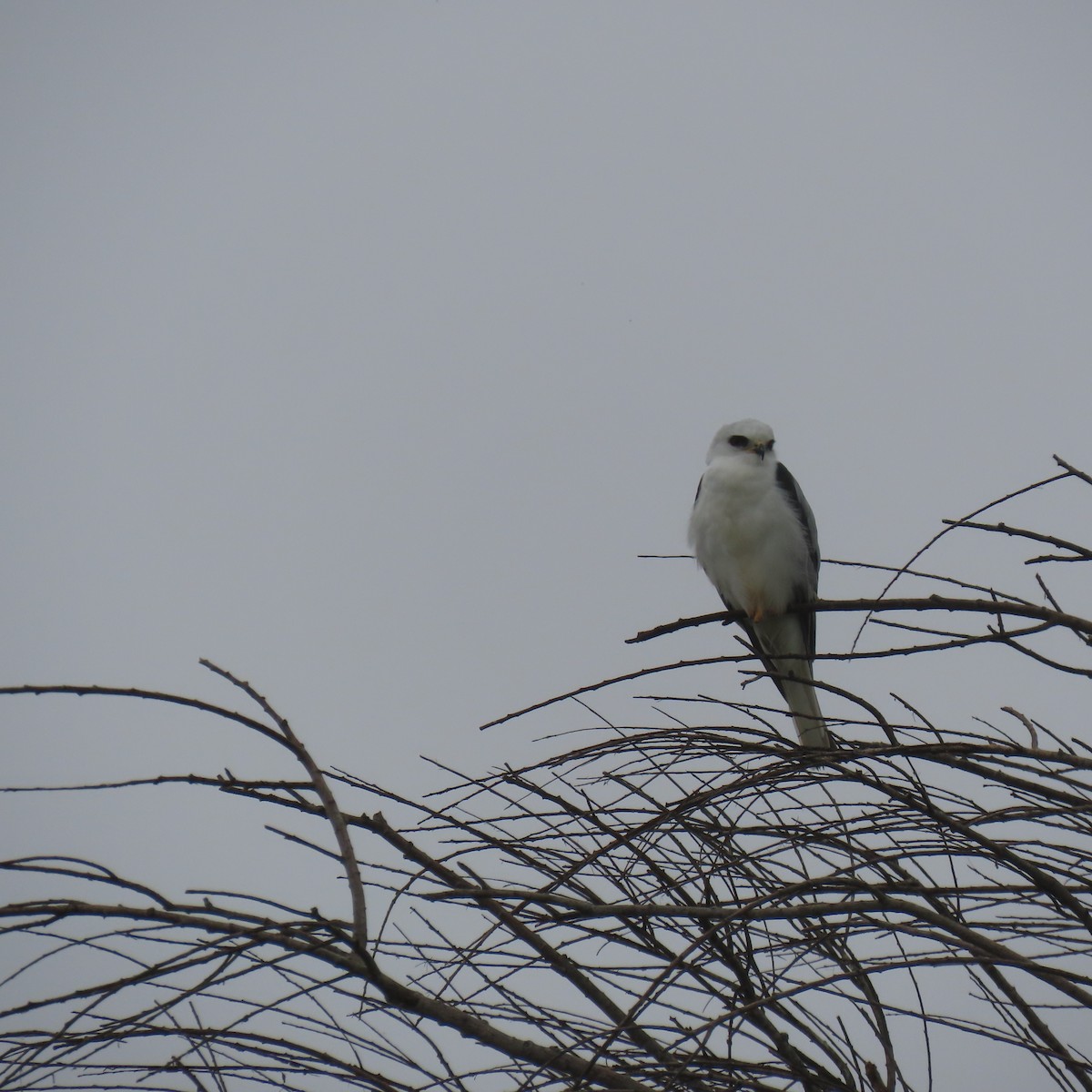 White-tailed Kite - ML646993545