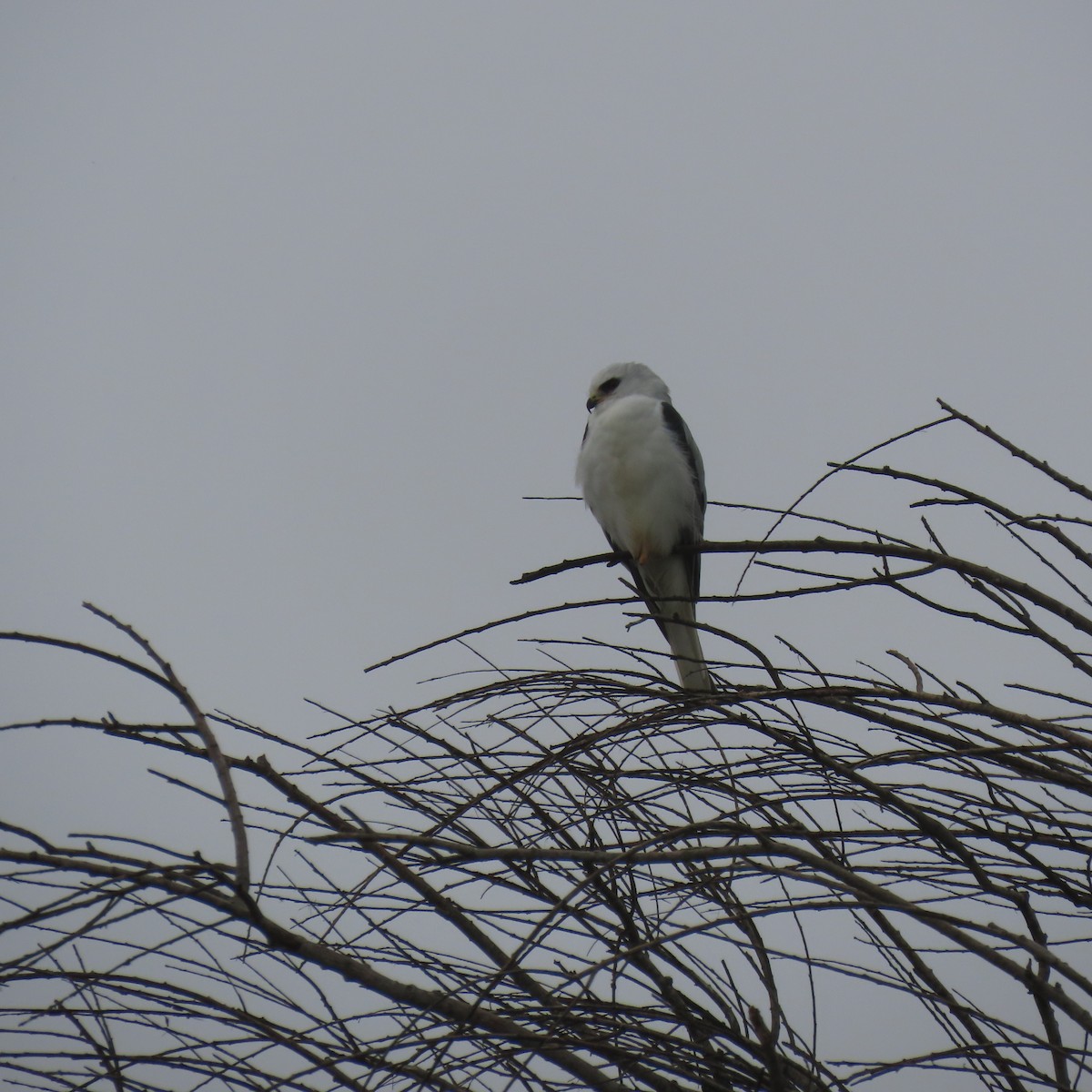 White-tailed Kite - ML646993546