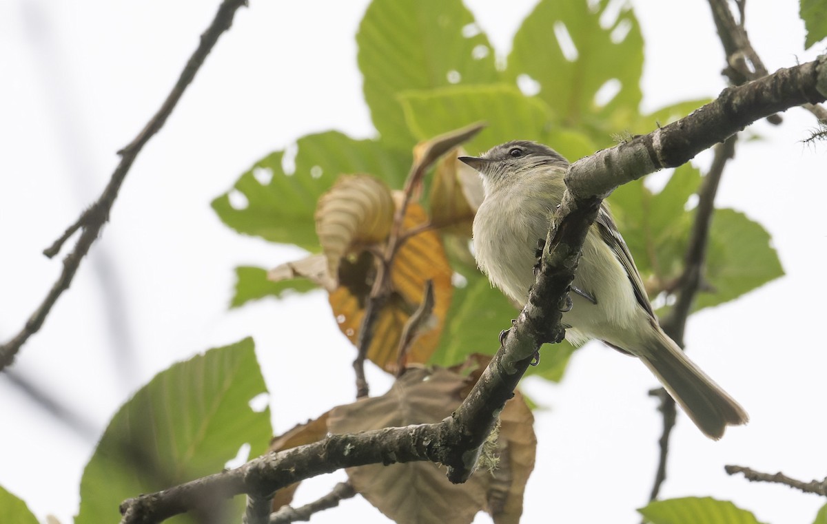Sclater's Tyrannulet - ML646993547