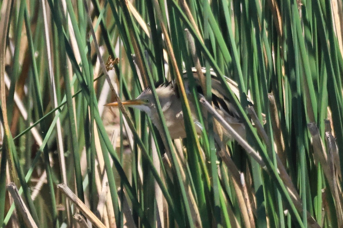 Пёстрый волчок - ML646993549