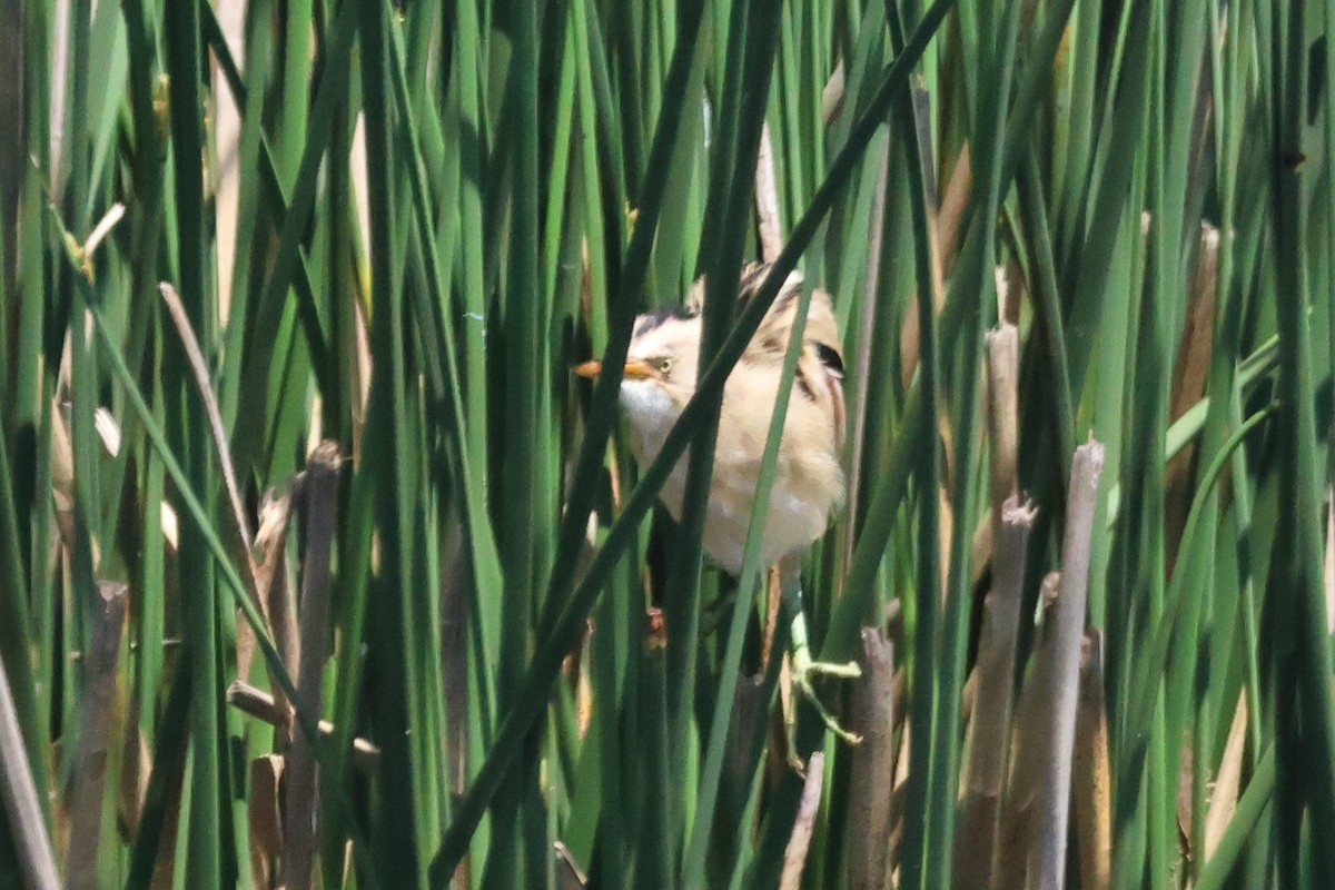 Пёстрый волчок - ML646993550