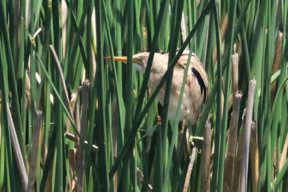 Пёстрый волчок - ML646993551