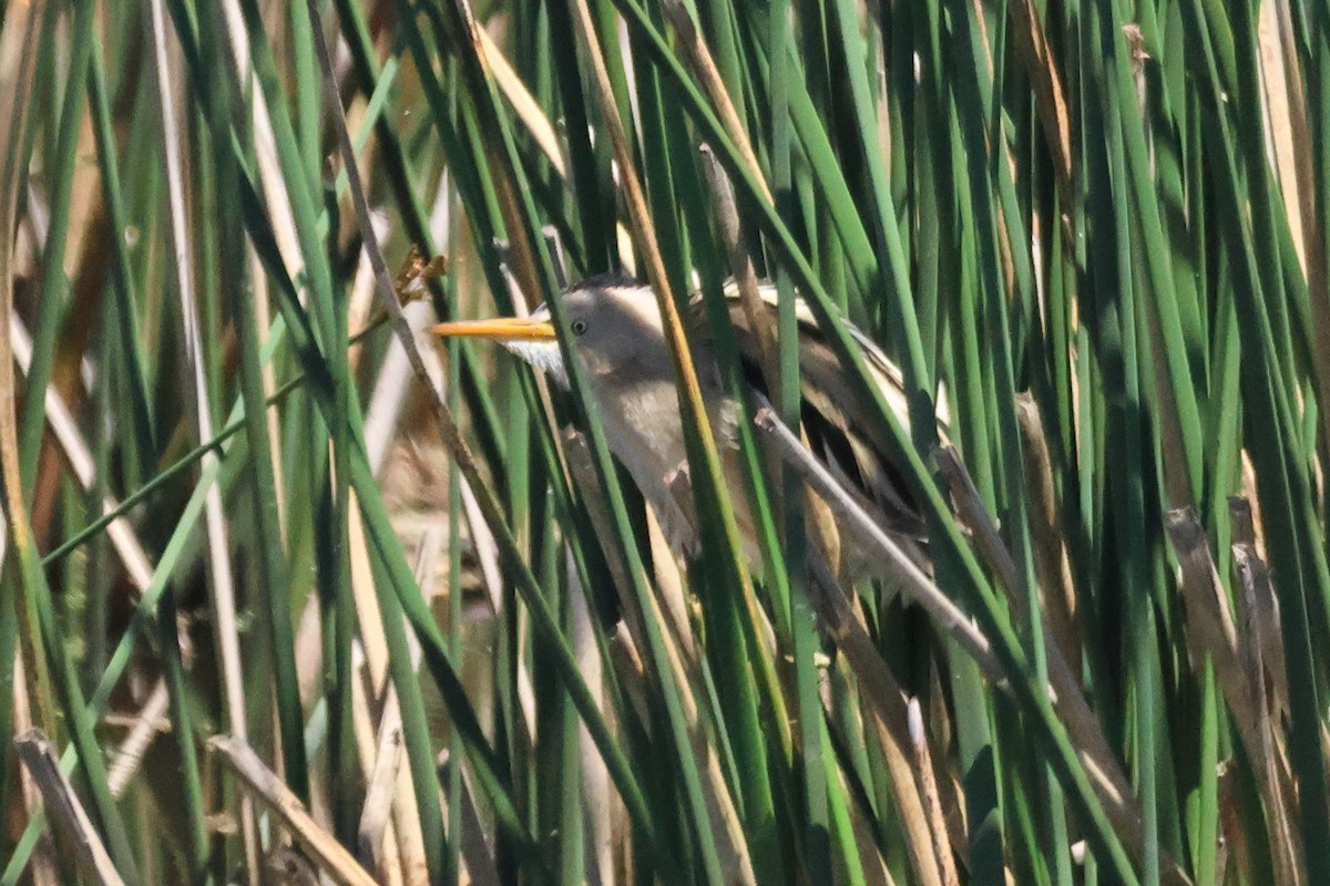 Пёстрый волчок - ML646993552