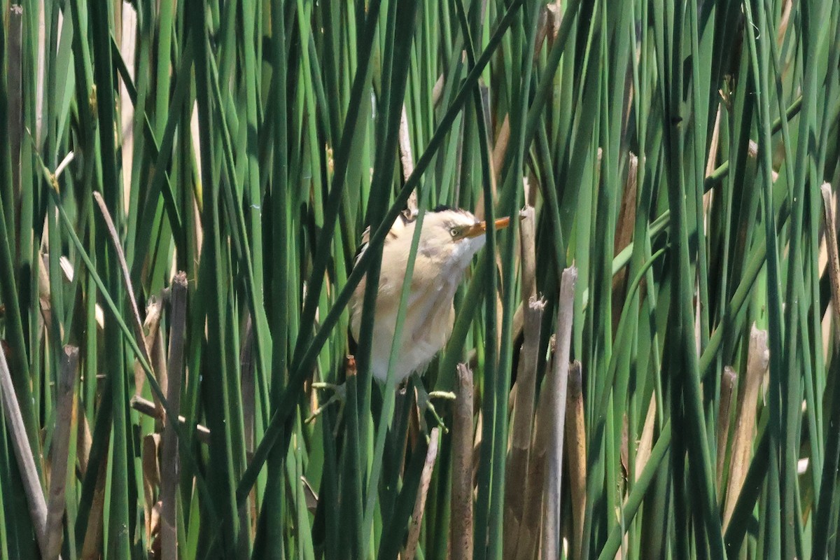 Пёстрый волчок - ML646993553