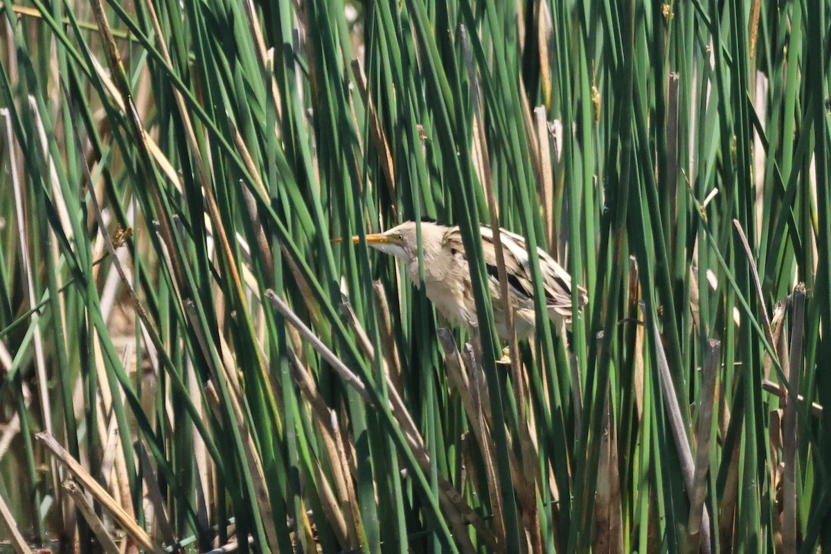 Пёстрый волчок - ML646993554