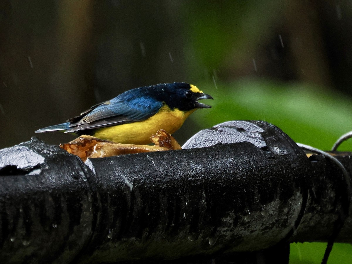 Yellow-throated Euphonia - ML646993557