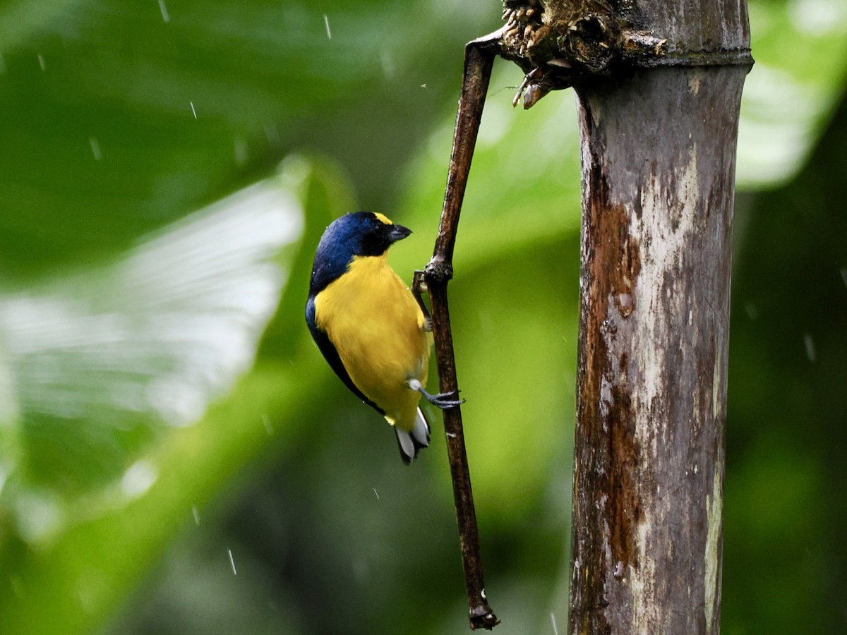 Yellow-throated Euphonia - ML646993558