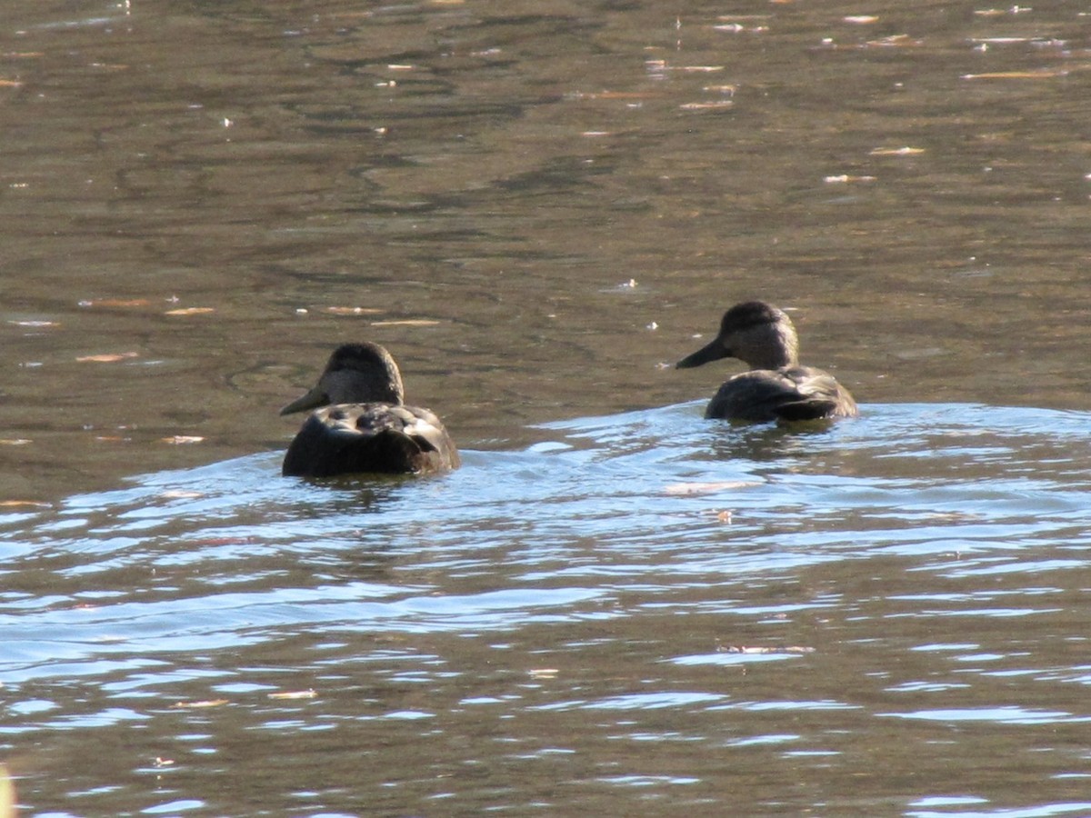 American Black Duck - ML646993561