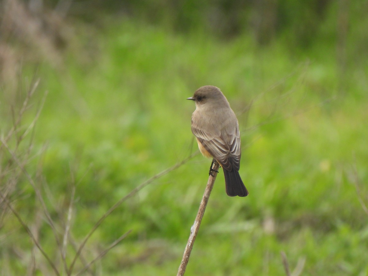 Zimtbauch-Phoebetyrann - ML646993563