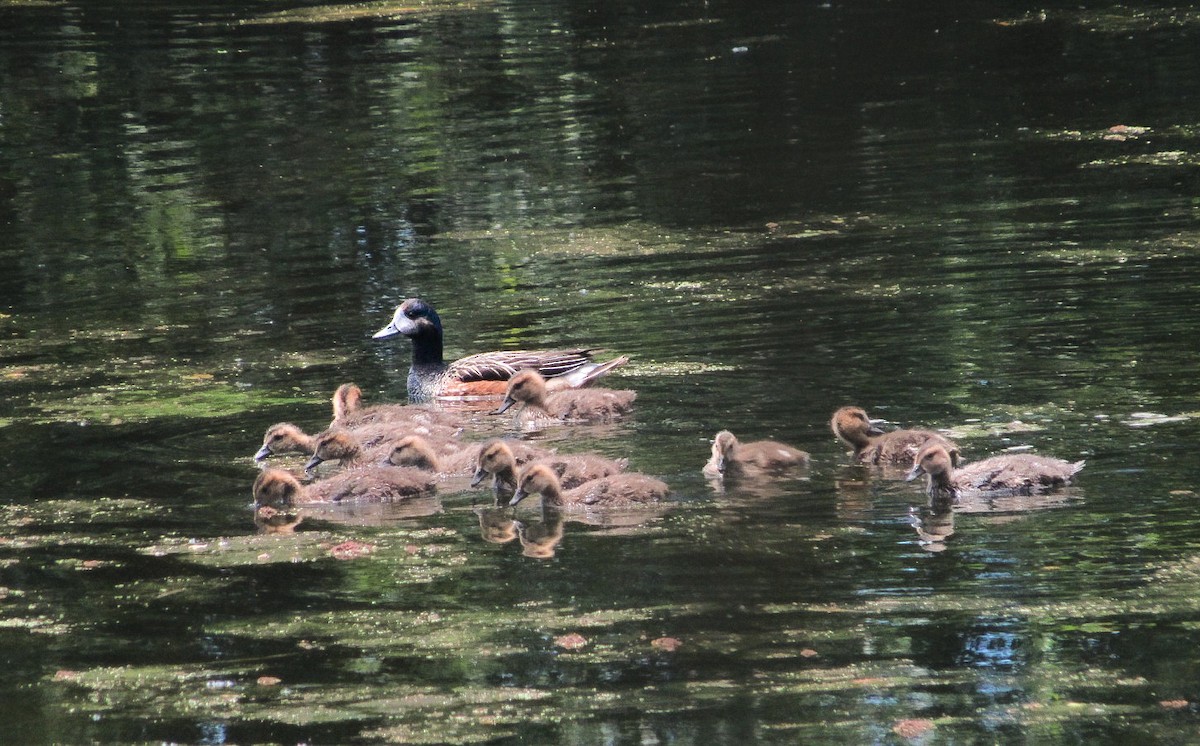 sørblesand - ML646993564