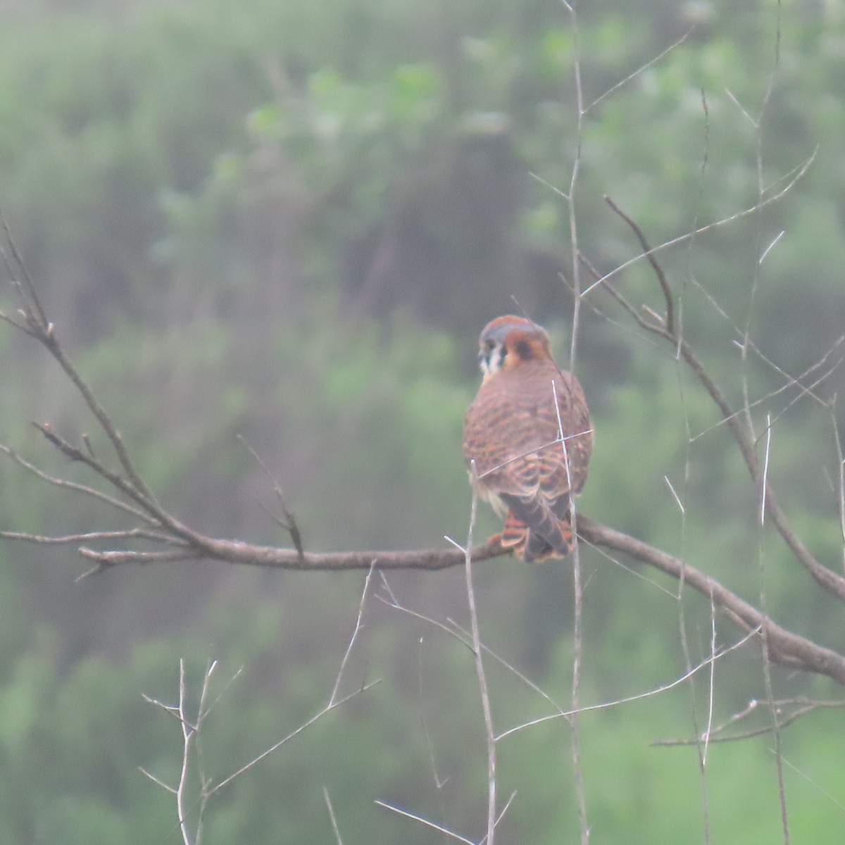 Belatz amerikarra - ML646993565