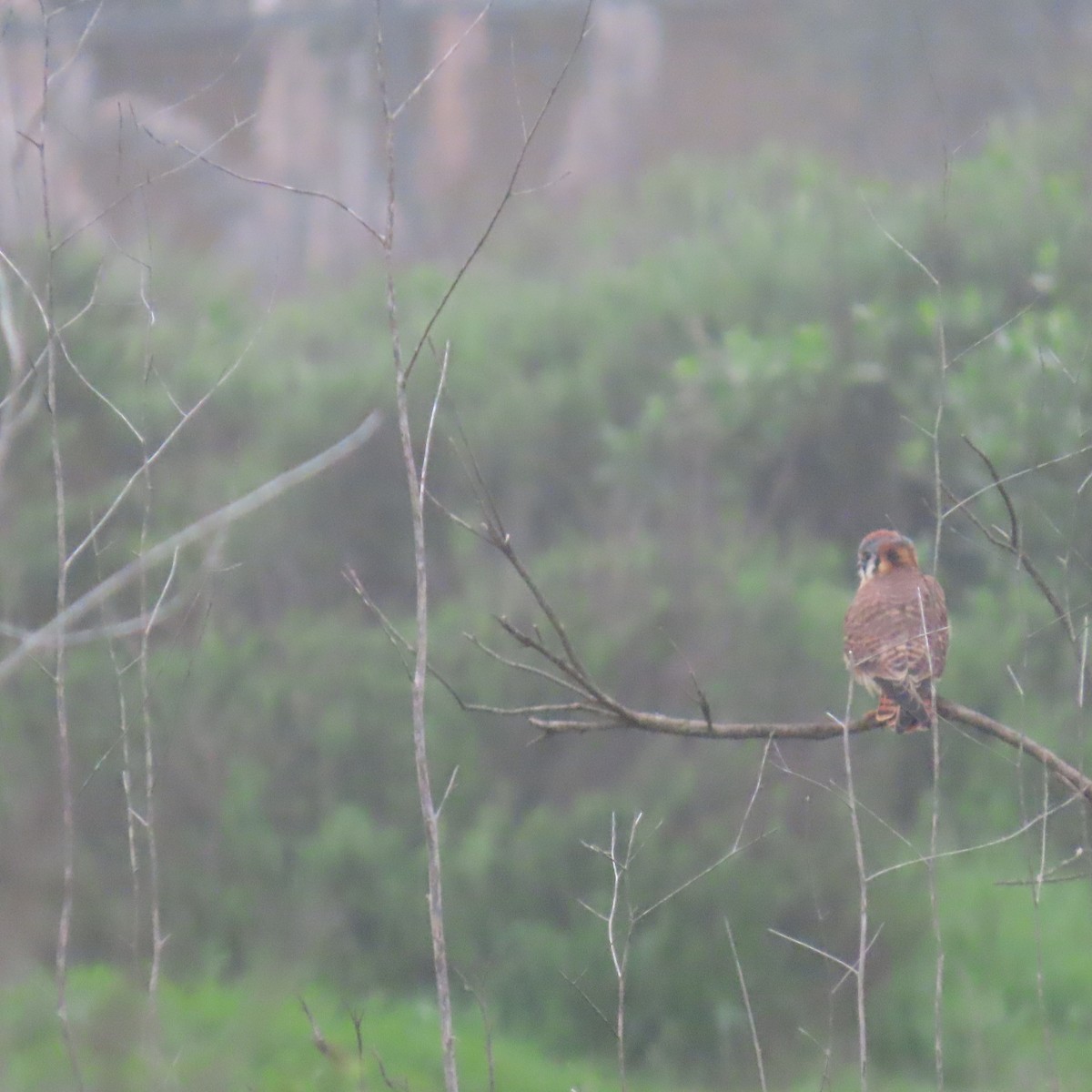 Belatz amerikarra - ML646993566