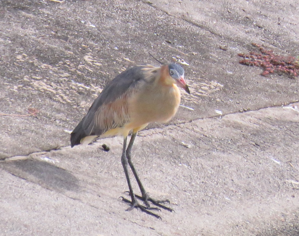 Whistling Heron - ML646993567