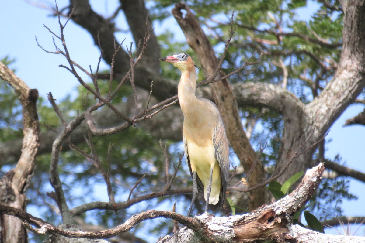 Whistling Heron - ML646993568