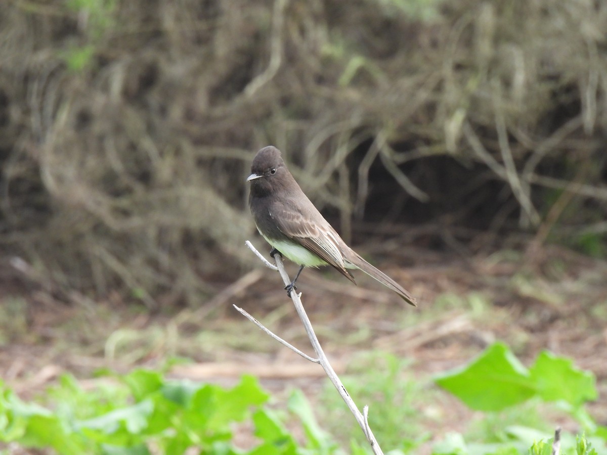 Black Phoebe - ML646993572