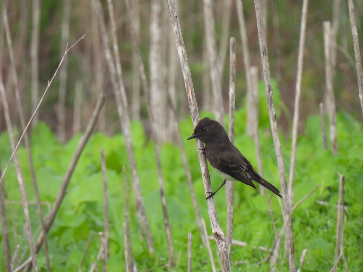 Black Phoebe - ML646993573