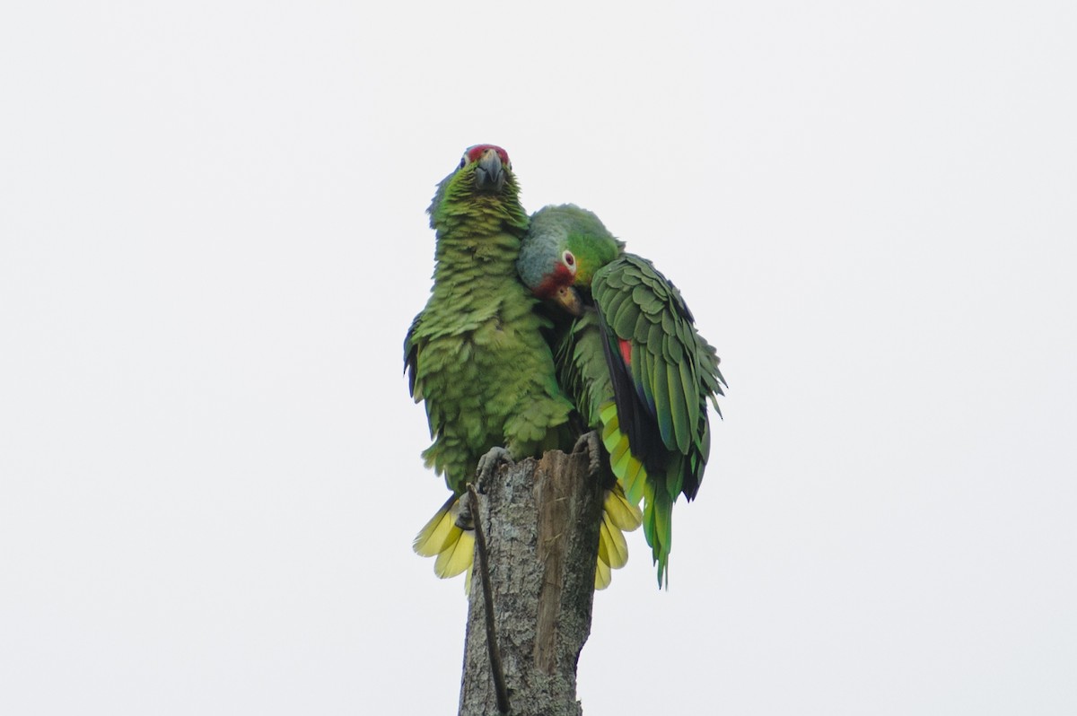 Аратинга червонолобий - ML646993574