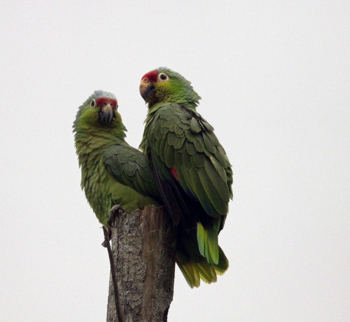 Аратинга червонолобий - ML646993575