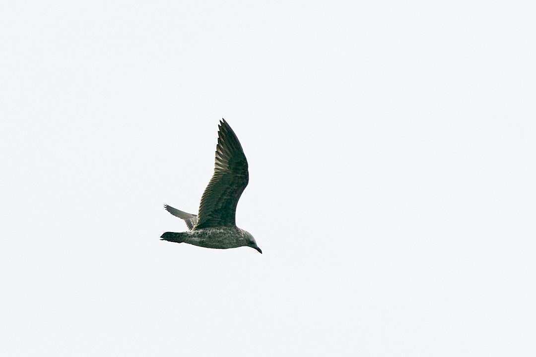 American Herring Gull - ML646993578