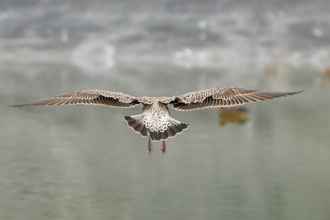 American Herring Gull - ML646993579