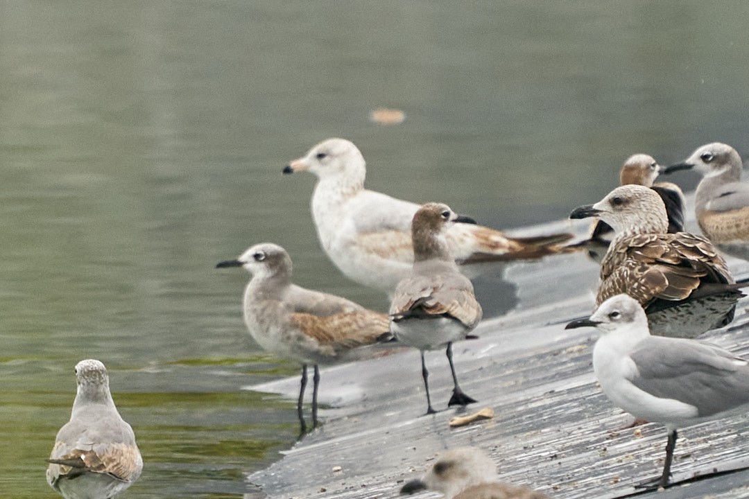 American Herring Gull - ML646993580