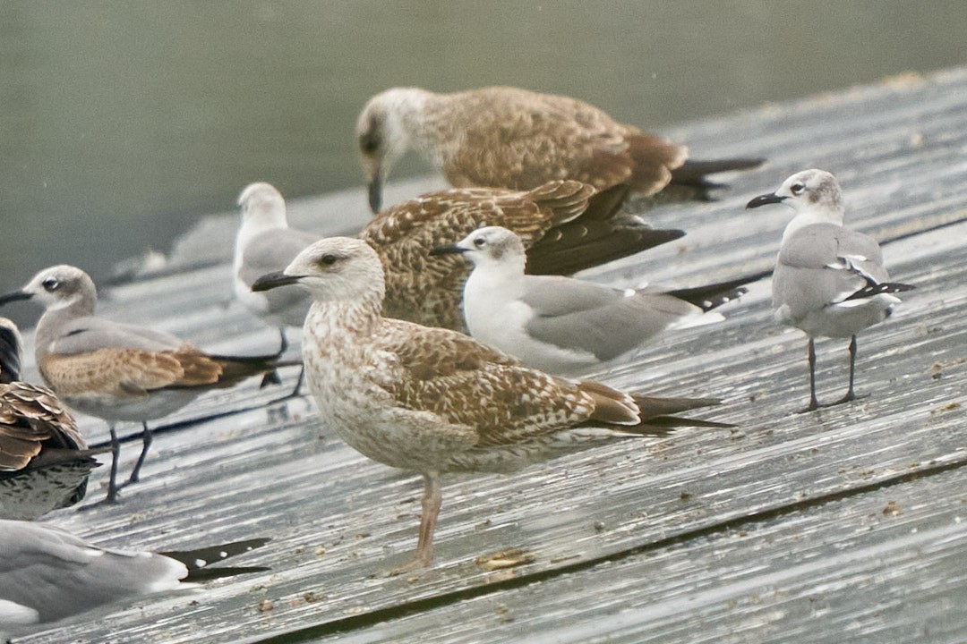 American Herring Gull - ML646993581
