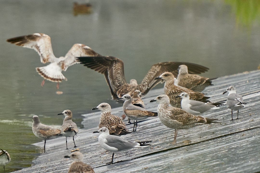 American Herring Gull - ML646993582