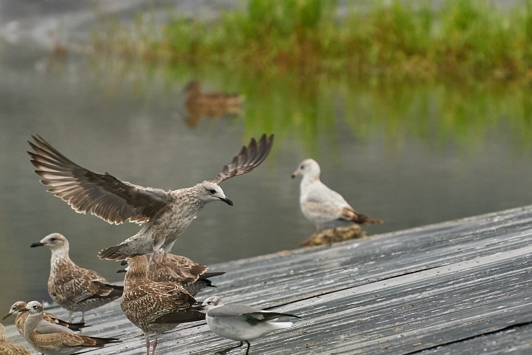 Laughing Gull - ML646993583