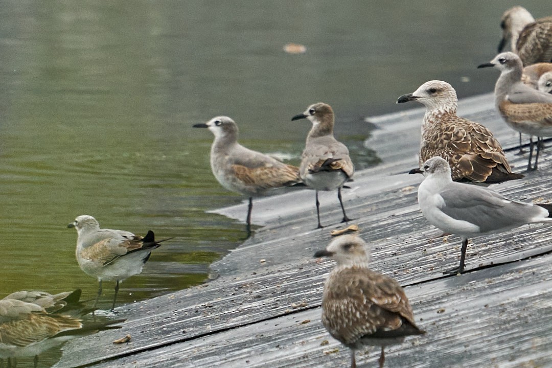 American Herring Gull - ML646993584